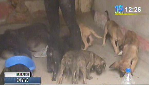 Once perritos fueron abandonados en casona de Barranco