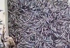 Chimbote: alertan de pesca de anchovetas por debajo de la talla mínima