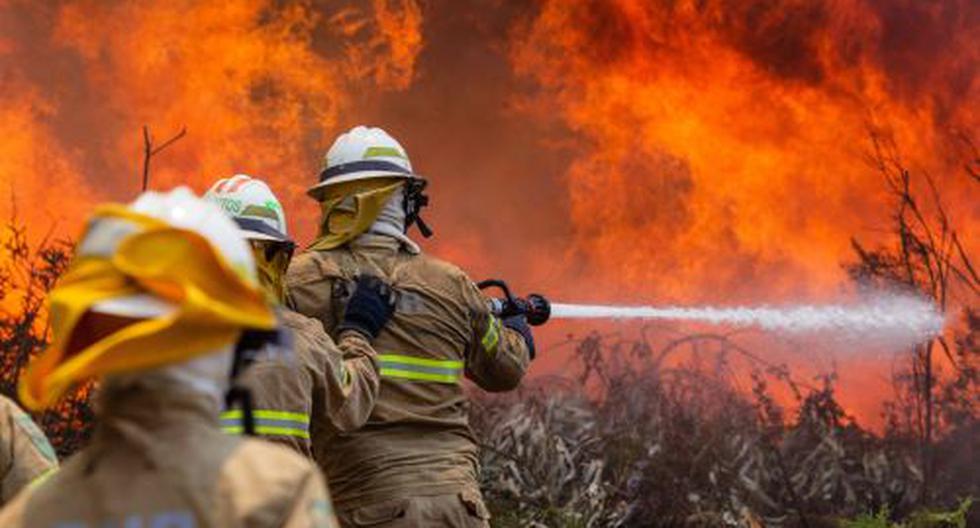 Un total de 800 hectáreas de cobertura natural destruidas y varias familias afectadas en el sector de Capuliyoc, dejó incendio forestal. (Foto: Andina)