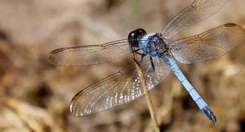Una nueva especie de libélula con el cuerpo revestido de una cera azul fue identificada por investigadores de Brasil. (Foto: Rhainer Guillermo Ferreira / Difusión)