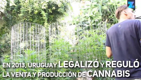 Uruguay: Descubre el primer Museo del Cannabis en Latinoamérica