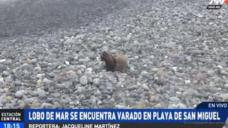 San Miguel: lobo marino se encuentra herido y varado en la playa Los Domos