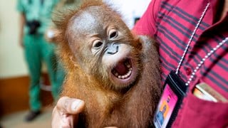 Conmoción por el hallazgo de una cría de orangután sedada dentro de maleta