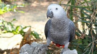 Loro que disfruta de 'paseo' en un 'monster truck' de juguete se vuelve viral