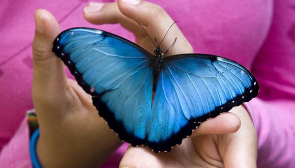 Una mariposa Tornasol aterriza en manos de una niña en una pasada exposición de mariposas en Antioquia, Colombia, el país que según el Museo de Historia Natural de Londres tiene la mayor diversidad de estos insectos en el mundo. (Archivo / FREDY AMARILES / AFP)