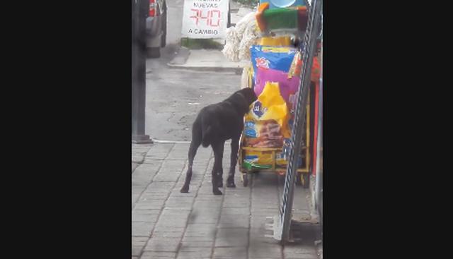 Este perrito fue el protagonista del video viral de Facebook del momento. | Facebook