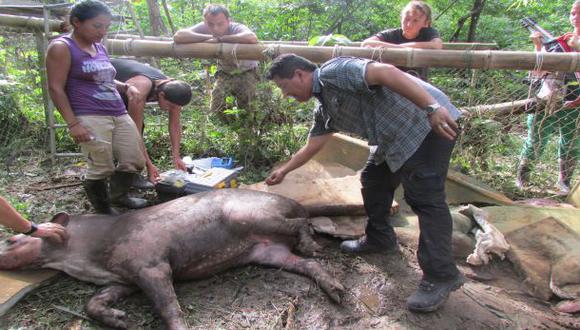 Murió tapir que estuvo cautivo en lodge de conocido hotel