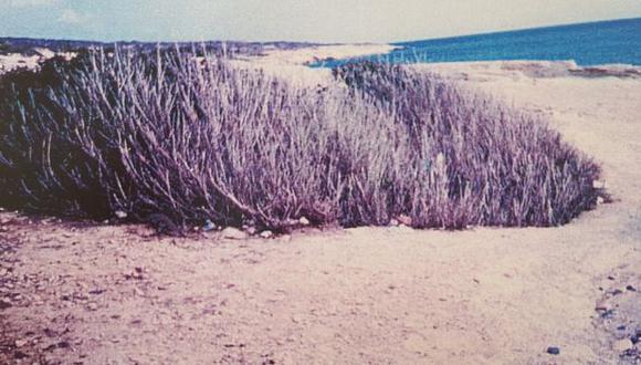 Este fue el árbol que Xenophon Kallis vio en la playa de Episkopi en 2006 y que llamó su atención.