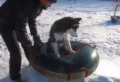 YouTube: Este siberiano disfruta deslizándose sobre la nieve | VIDEO