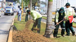 By-pass 28 de Julio: árboles fueron replantados en otras zonas