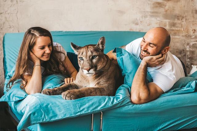 Mariya y Alexander Dmitriev se enamoraron de 'Messi' cuando tenía tres meses de nacido y decidieron adoptarlo como su mascota. (Foto: @l_am_puma en Instagram)