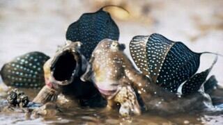 Conoce al ‘periophthalmus’, el pez saltarín que se mueve y alimenta de otras especies en tierra firme