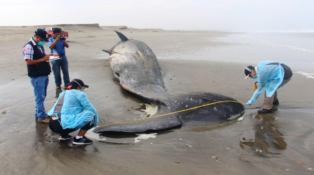 El cachalote que varó en playa de Puerto Eten [FOTOS] - 1