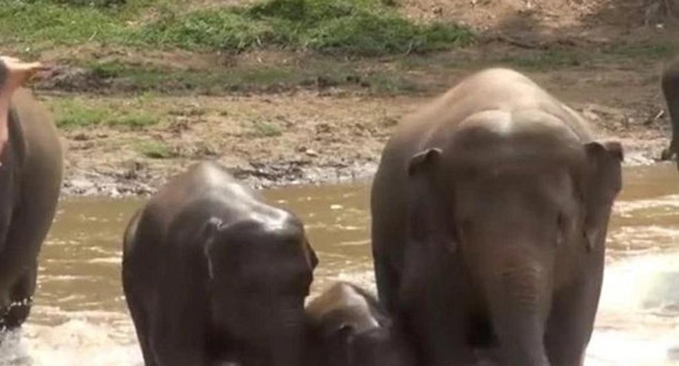 Una familia de elefantes rescató a una de sus crías de la corriente. (Foto: YouTube)
