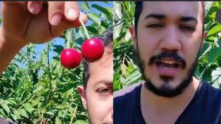 Sepa cuánto gana un mexicano recogiendo cerezas en Canadá