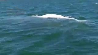 Avistan en México una cría albina de ballena gris [VIDEO]
