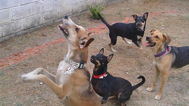 Venezolanos luchan por reunirse con sus 5 perros - 2