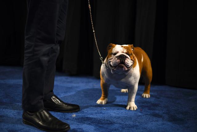 Foto 1 de 6 | 'Thor', un bulldog de 2 años, cautivó a los jueces y miles de espectadores del tradicional concurso en Estados Unidos. (Foto: Getty Images)