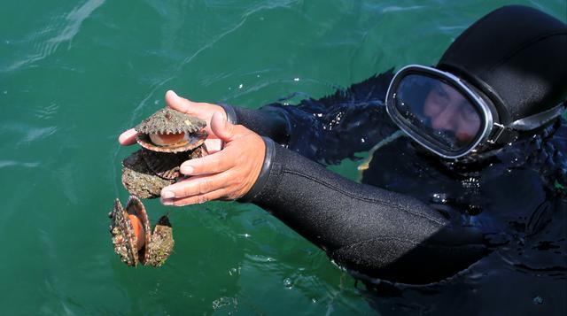 Fotos: Conchas de abanico 'sembradas' en Paracas se multiplican - 4