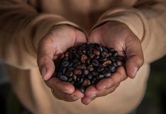 Violencia contra la mujer perjudica cosechas de café en Junín, según estudio de la USMP