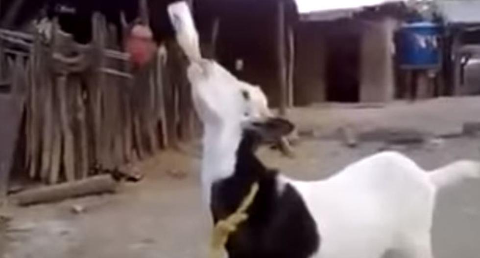 Es este video de YouTube podemos apreciar cómo es que una cabra en Venezuela se embriagó con una botella de cerveza. (Foto: captura)