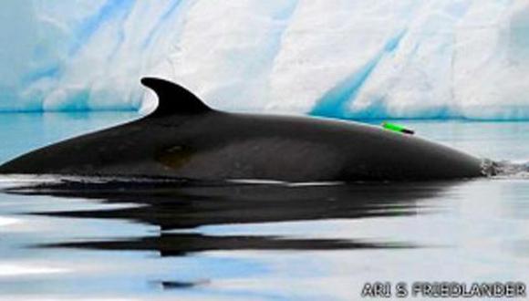Los cient&iacute;ficos colocaron dispositivos en dos ballenas para registrar ondas ac&uacute;sticas. (BBC Mundo)