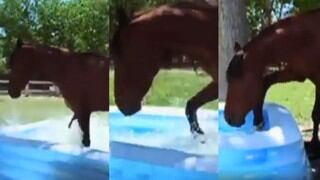 Caballo descubre piscina de niños y se mete a jugar conmoviendo a Internet | VIDEO