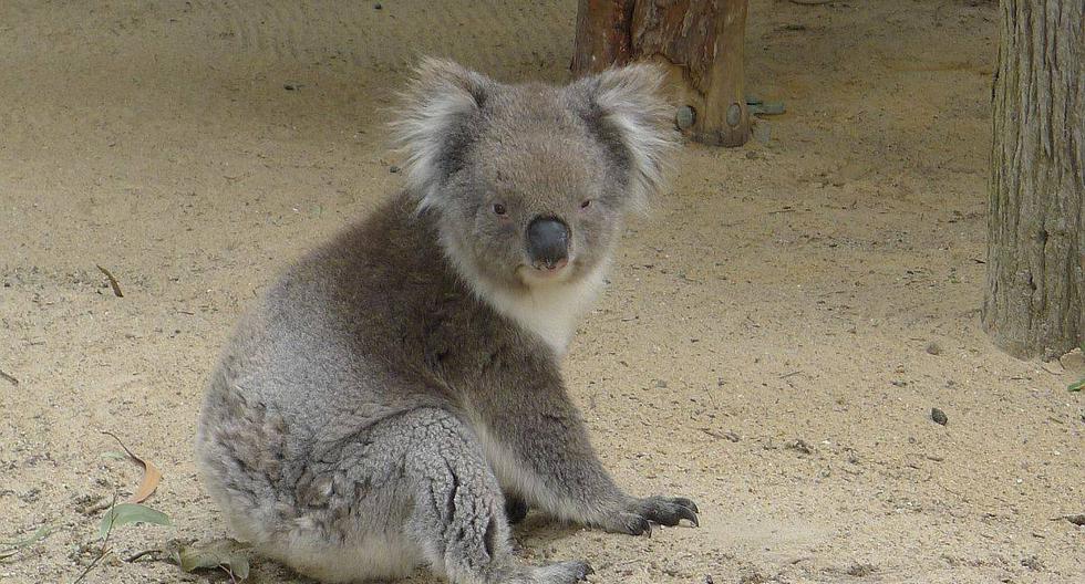 Un koala fue captado lamiendo el agua de lluvia de una carretera cerca de la ciudad de Moree (Nueva Gales del Sur, Australia). (Foto: Pixabay)