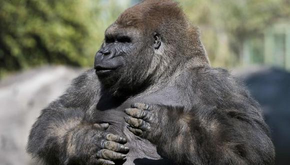 Cuando iba en busca del amor, muere gorila en México