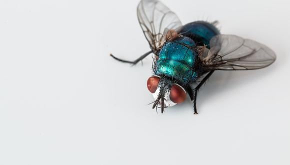 La mosca azul se ajusta al aterrizaje balanceando su cuerpo con las patas firmemente plantadas en la superficie. (Foto: Pixabay)