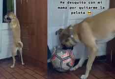 Dueña esconde la pelota de su perrita y la mascota decide ‘vengarse’ así | VIDEO