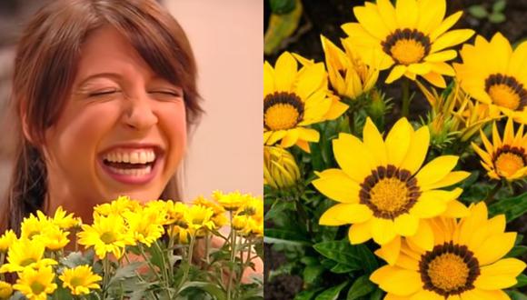 Este el significado de las flores amarillas
