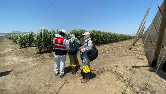 La Libertad: inspecciones iniciaron el pasado lunes 11 de enero y seguirá en las próximas dos semanas. (Foto: Sunafil)