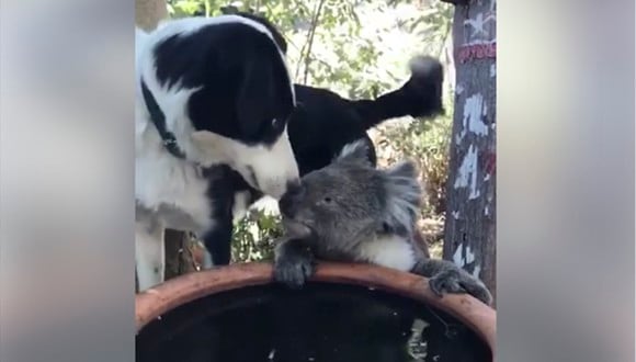 El perro se llama Rusty y el koala Quasi y se conocen desde hace años.  (Facebook)