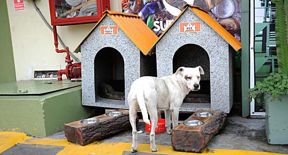 Surco recicla y fabrica casas para perros | WUF | EL COMERCIO PERÚ