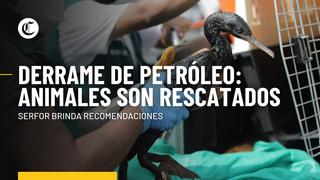 Derrame de petróleo: Serfor informa cuál es el estado de los animales rescatados y brinda estas recomendaciones