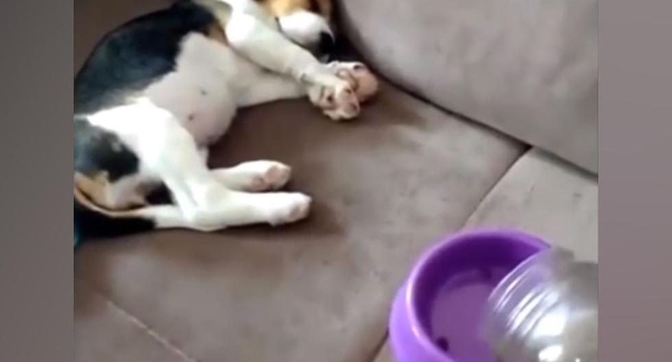 YouTube: emotiva reacción de un can enternece las redes sociales. (foto: captura)