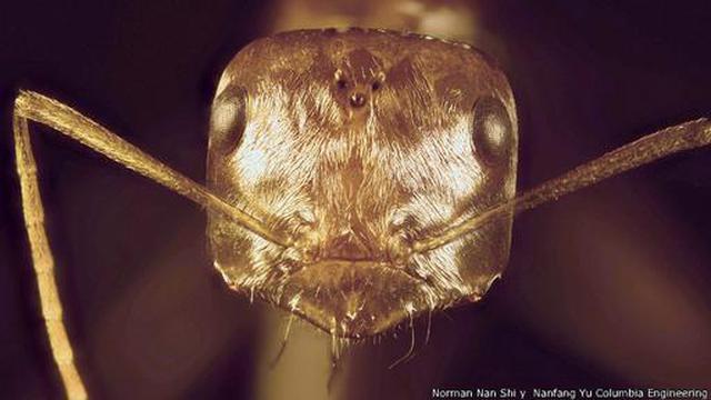 El insecto capaz de sobrevivir a temperaturas de 70ºC - 2
