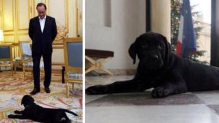 Hollande recibió una perrita como regalo de Navidad