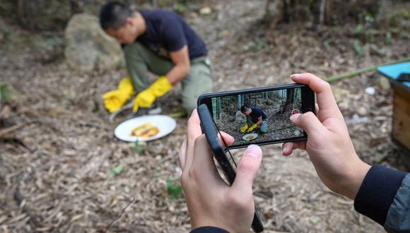 Graban un video a Ma Gongzuo mientras prueba la miel en su colmenar en el condado de Songyang en la provincia china de Zhejiang (Foto: AFP)