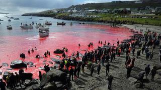 “La mayoría está en shock”: El enojo en Islas Feroe por la matanza “récord” de más de 1.400 delfines en un día