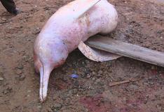 Loreto: pescadores hallan muerto a delfín rosado en río Huallaga