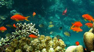 Población de animales marinos se redujo a la mitad en 40 años