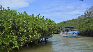 Los manglares de Tumbes: explora este paraíso al norte del país