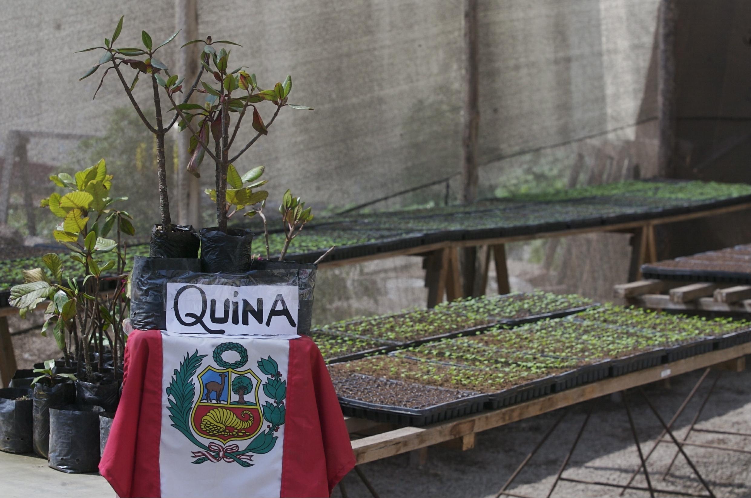 El árbol de la quina es representado en el escudo nacional. Lamentablemente, las autoridades no se han preocupado por su conservación. (Foto: Félix Ingaruca/Archivo El Comercio)