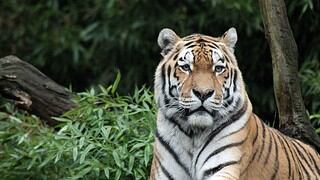 Hallan muerto a un tigre de Sumatra, especie en grave peligro de extinción