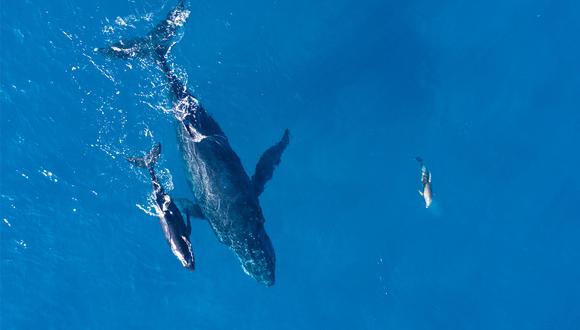 Al norte del Perú existe un sinfín de actividades y una de ellas es observar a las ballenas en su habitad natural. Foto: Freepik