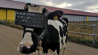 ¿Por qué los científicos rusos le están poniendo lentes de realidad virtual a las vacas?