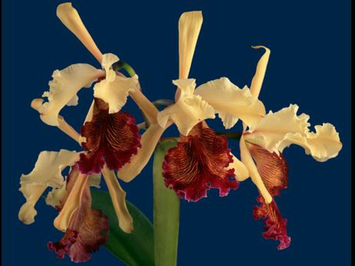 Describen una variación de la orquídea más bella del mundo | TECNOLOGIA |  EL COMERCIO PERÚ