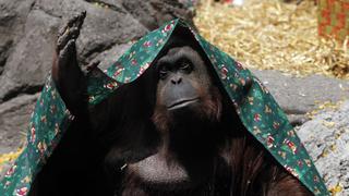 Argentina: Orangután cautivo tiene derecho humano a la libertad